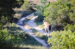 A Deer on the Path